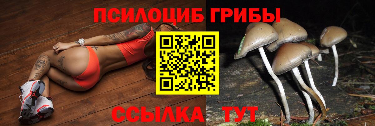 Псилоцибиновые грибы Psilocybe  где купить наркоту  Черняховск  Вход с VPN 
